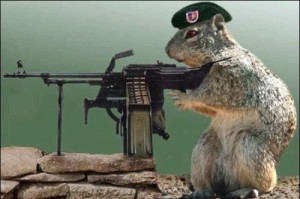 Armed Squirrel