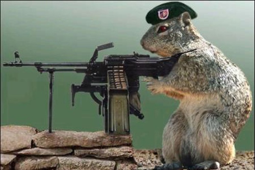 Armed-Squirrel1.jpg